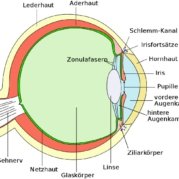 Schema des Auges