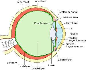 Schema des Auges